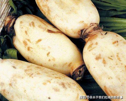 吃莲藕对人体有什么好处_鱼塘种藕的好处和坏处(图1)